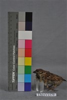 藏品(麻雀)的圖片